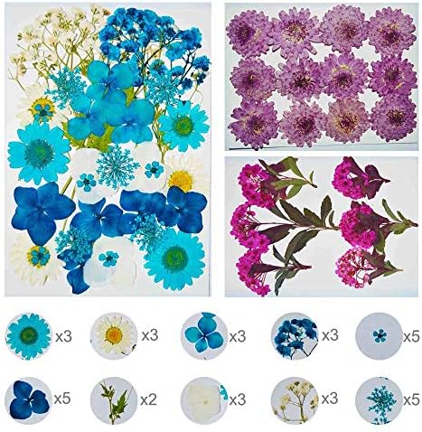 UOKWIWI Igazi Szárított, Préselt Virágok Válogatott Színes Százszorszép Levelek Hortenzia a Művészet Kézműves DIY (1